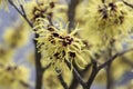 Hamamelis intermedia yellow winter spring flowering plant, group of amazing witch hazel Arnold promise flowers in bloom Royalty Free Stock Photo