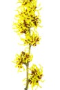 Hamamelis isolated Royalty Free Stock Photo