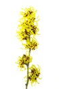 Hamamelis isolated