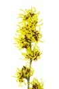 Hamamelis isolated Royalty Free Stock Photo