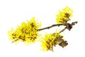 Hamamelis isolated