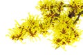 Hamamelis isolated Royalty Free Stock Photo