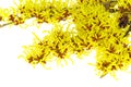 Hamamelis isolated Royalty Free Stock Photo