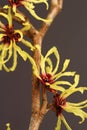 Hamamelis mollis Royalty Free Stock Photo