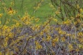 Hamamelis mollis Jermyns Gold