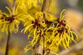 Hamamelis mollis witch hazel