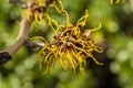 Hamamelis mollis witch hazel