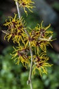 Hamamelis mollis witch hazel