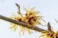 Hamamelis mollis witch hazel