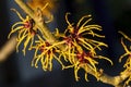 Hamamelis mollis Witch Hazel