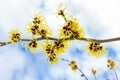 Hamamelis mollis with yellow flowers clouds and blue sky