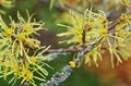 Hamamelis virginiana Royalty Free Stock Photo