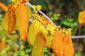 Hamamelis virginiana is blooming in fall Royalty Free Stock Photo