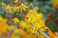 Hamamelis virginiana is blooming in fall
