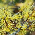 Hamamelis virginiana Royalty Free Stock Photo