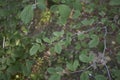 Hamamelis virginiana in springtime