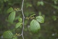 Hamamelis virginiana in springtime