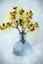 Hamamelis virginiana, Witch Hazel in a glass vase isolated on white Royalty Free Stock Photo