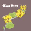 Hamamelis virginiana or Witch Hazel plant illustration Royalty Free Stock Photo