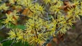 Hamamelis virginiana