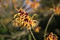 hamamelis or witch hazel flowering in early spring Royalty Free Stock Photo