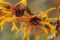 Hamamelis x Intermedia `Aphrodite` Witch Hazel Royalty Free Stock Photo