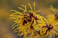 Hamamelis x intermedia Barmstedt Gold Royalty Free Stock Photo