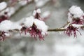 Hamamelis x intermedia `Birgit`