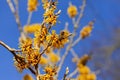 Hamamelis x Intermedia `Brevipetala` Witch Hazel with bee Royalty Free Stock Photo