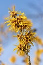 Hamamelis x Intermedia \'Brevipetala\' (Witch Hazel