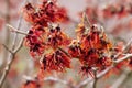 Hamamelis x Intermedia `Diane` Witch Hazel Royalty Free Stock Photo