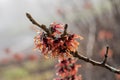 Hamamelis x Intermedia `Diane` witch hazel Royalty Free Stock Photo