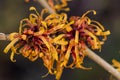 Hamamelis x intermedia Harry Royalty Free Stock Photo