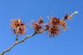 Hamamelis x Intermedia `Jelena` Witch Hazel Royalty Free Stock Photo