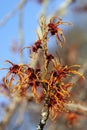 Hamamelis x Intermedia `Jelena` Witch Hazel Royalty Free Stock Photo