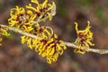 Hamamelis x Intermedia `Orange Beauty` Witch Hazel