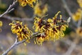 Hamamelis x Intermedia `Orange Beauty` Witch Hazel