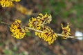 Hamamelis x Intermedia `Orange Beauty` Witch Hazel