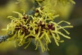 Hamamelis x intermedia Palida Royalty Free Stock Photo