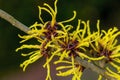 Hamamelis x Intermedia `Ripe Corn` Witch Hazel Royalty Free Stock Photo