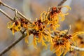 Hamamelis x intermedia Vesna