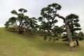 Hamarikyu Gardens, Tokyo. Royalty Free Stock Photo