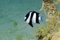 Hambug dascyllus (dascyllus aruanus) in the Red Sea.