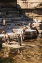 Several penguins in the zoo Hagenbeck` in Hamburg, germany.` Royalty Free Stock Photo