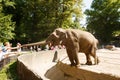 Elephant feeding in Hagenbeck zoo Royalty Free Stock Photo