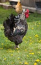 Hamburg Rooster with Buff Orpington Hen in Background