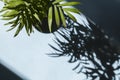 Hamedorea flower stand on blue background in sunlight with shadow from leaves Royalty Free Stock Photo