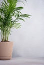 Hamedorea palm in a flower pot Royalty Free Stock Photo