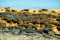 Hamelin Pool Stromatolites Royalty Free Stock Photo