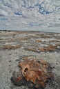 Hamelin Pool stromatolites. Gascoyne region. Western Australia Royalty Free Stock Photo